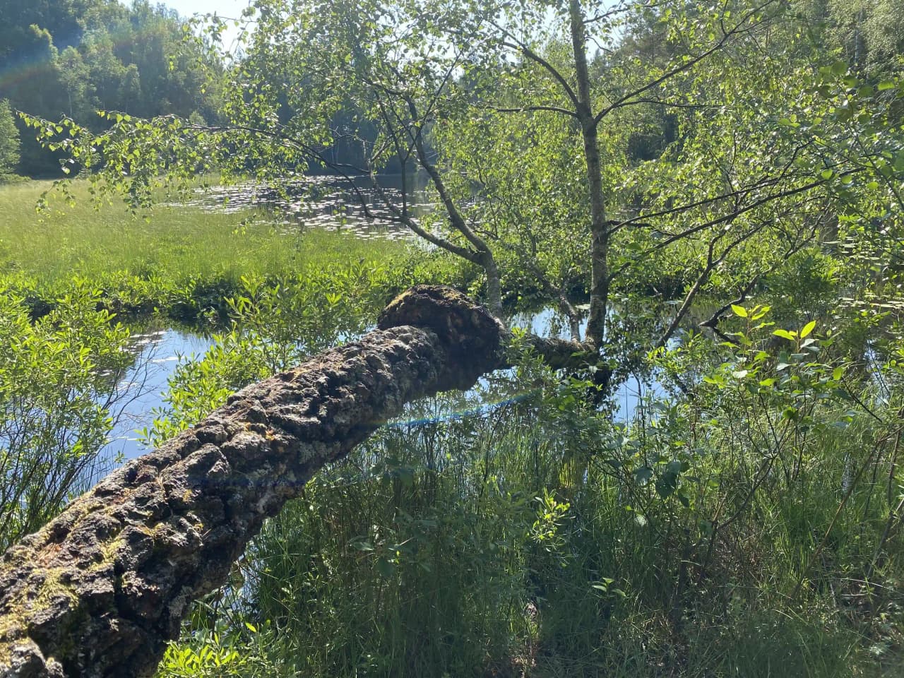 Bo prisvärt som på vandrarhem i stuga på Orrefors Camping vid sjö i Glasriket! Camping, bad, kanot, fiske & nära Orrefors glasbruk. Husdjur välkomna!