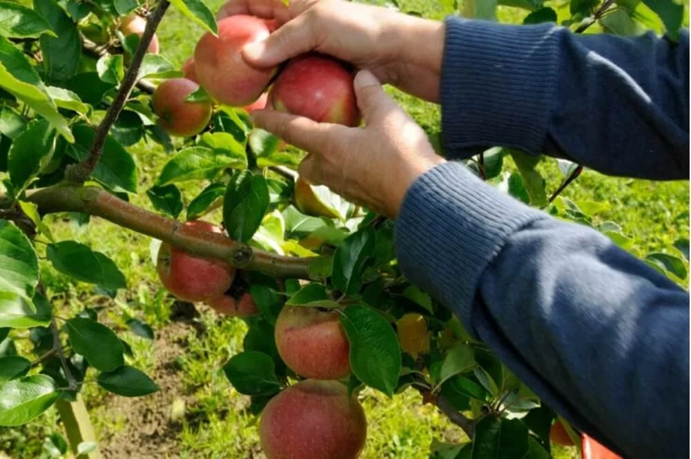Baskemölla Vandrarhem - Bild 4