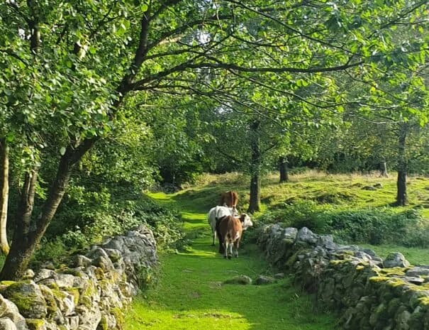 Klåveröds vandrarhem - Bild 5